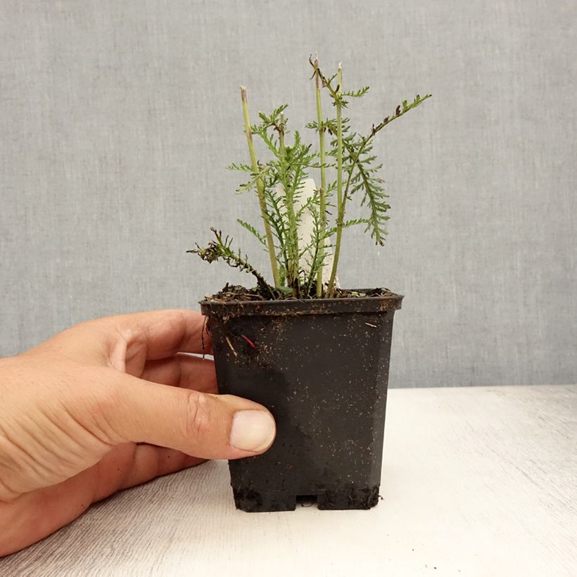 Exemplaar van Achillea millefolium Wonderful Wampee - Duizendblad Kweekpotje van 8/9 cm zoals geleverd in de zomer