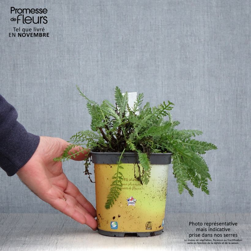 Exemplaar van Achillea Moonshine - Duizendblad Pot van 2 l/3 l zoals geleverd in de herfst
