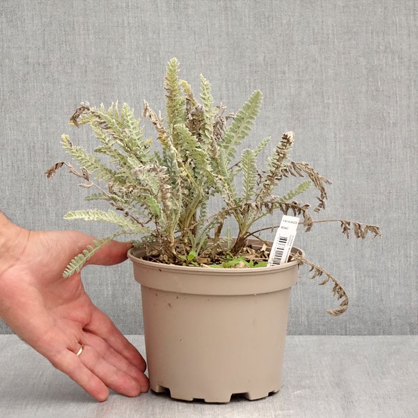 Exemplaar van Achillea Moonshine - Duizendblad Pot van 2 l/3 l zoals geleverd in de zomer