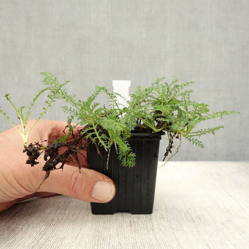 Exemplaar van Achillea odorata - Wilde bertram Kweekpotje van 8/9 cm zoals geleverd in de herfst