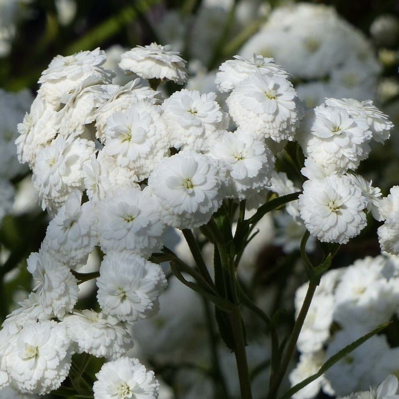 Achillea ptarmica Perry's White - Wilde bertram (Flowering)
