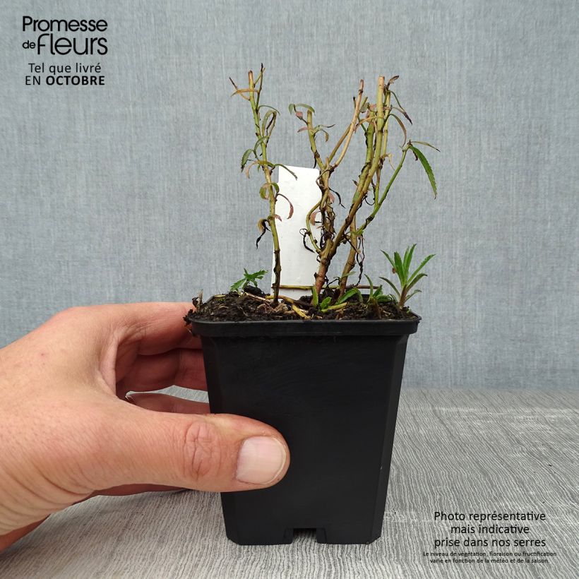 Exemplaar van Achillea ptarmica Perry's White - Wilde bertram Kweekpotje van 8/9 cm zoals geleverd in de herfst