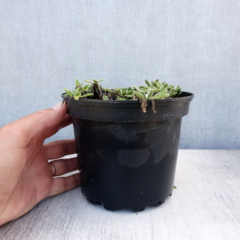 Exemplaar van Achillea tomentosa - Duizendblad Pot van 2 l/3 l zoals geleverd in de zomer