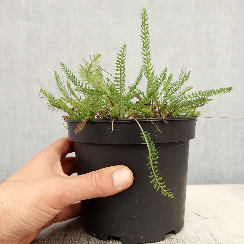 Exemplaar van Achillea tomentosa - Duizendblad Pot van 2 l/3 l zoals geleverd in de lente