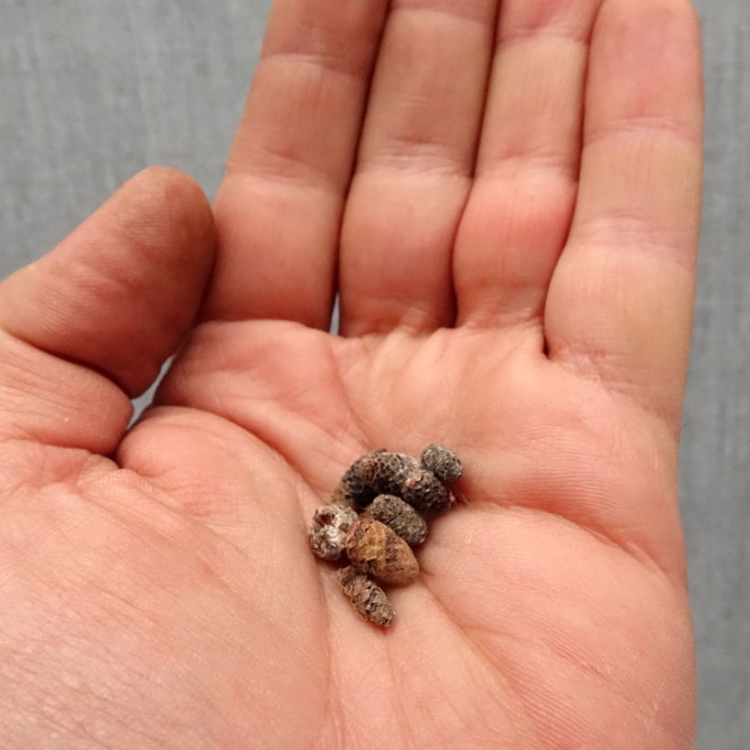 Example of Achimenes Rose Bol Kaliber/Größe I as you get in printemps