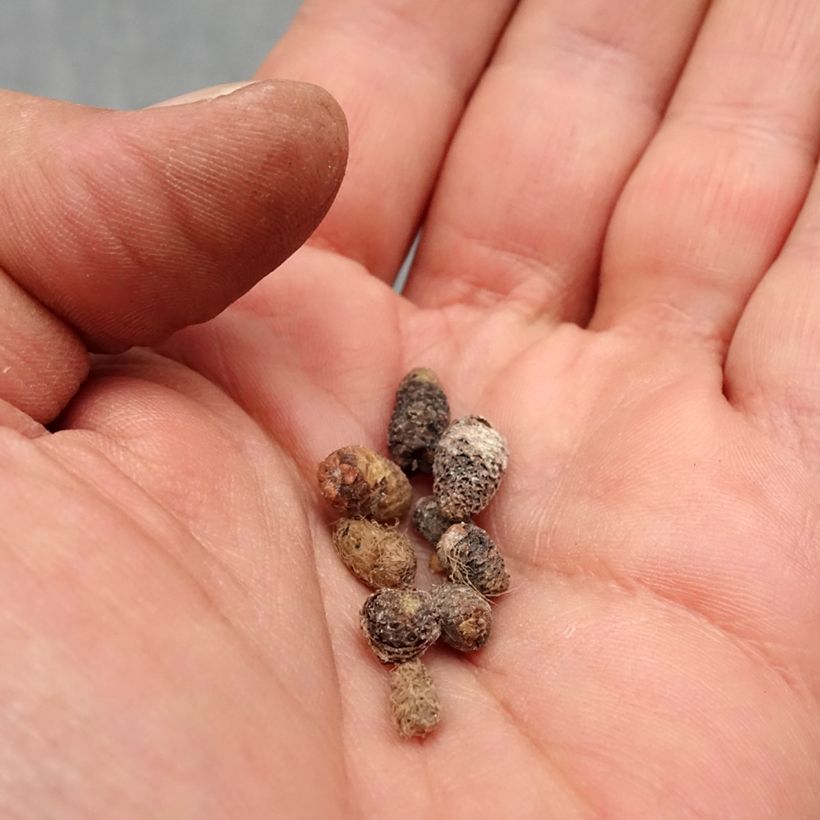 Example of Achimenes x hybridum Rood - Weduwetranen Bol size I as you get in printemps