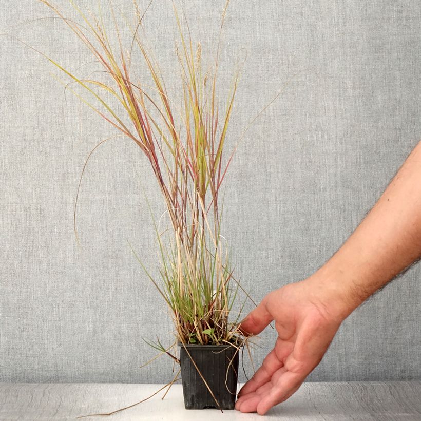 Exemplaar van Stipa calamagrostis Allgäu - Diamantgras Kweekpotje van 8/9 cm zoals geleverd in de zomer