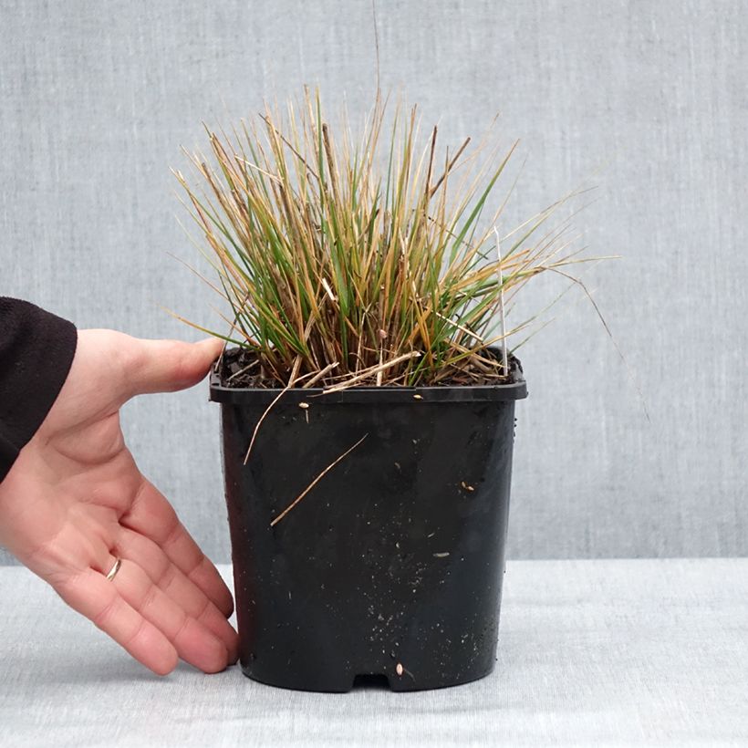 Example of Stipa calamagrostis Allgäu - Diamantgras Pot van 1,5 l/2 l as you get in hiver
