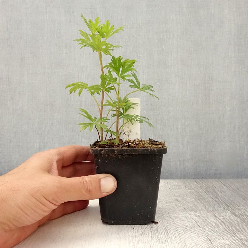 Exemplaar van Aconitum henryi Spark's Variety - Monnikskap Kweekpotje van 8/9 cm zoals geleverd in de zomer