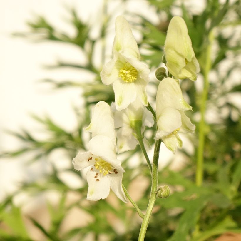 Aconitum napellus - Blauwe monnikskap (Bloei)