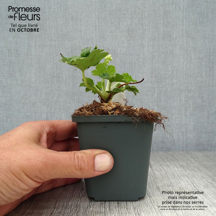 Exemplaar van Aconitum septentrionale Ivorine - Monnikskap Kweekpotje van 8/9 cm zoals geleverd in de herfst