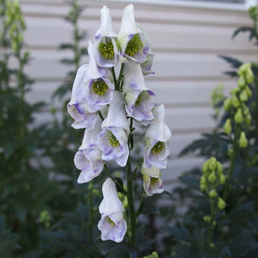 Aconitum carmichaelii Arendsii - Monnikskap (Flowering)