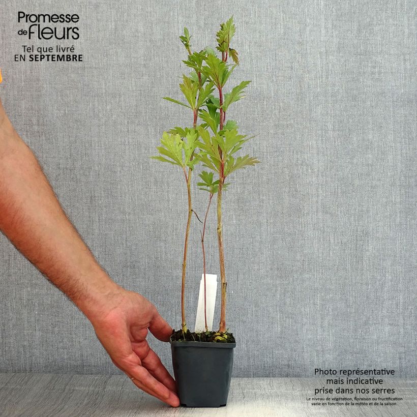 Exemplaar van Aconitum carmichaelii Arendsii - Monnikskap Kweekpotje van 8/9 cm zoals geleverd in de zomer