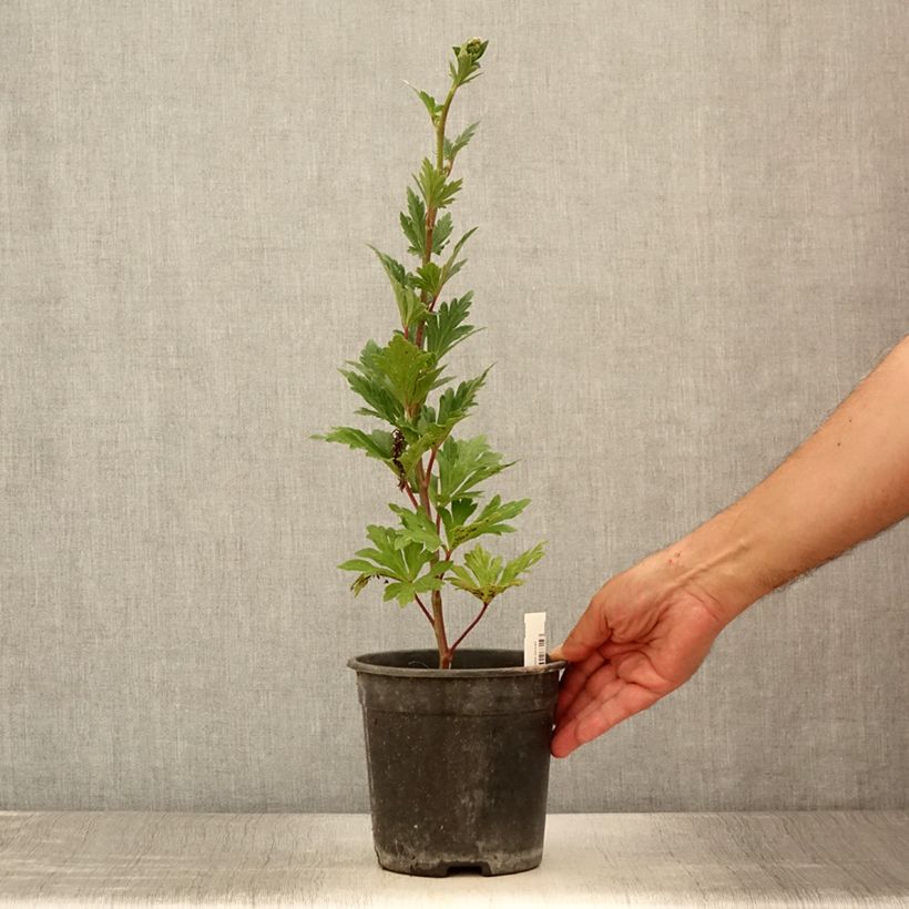 Exemplaar van Aconitum carmichaelii Cloudy - Monnikskap Pot van 2 l/3 l zoals geleverd in de zomer