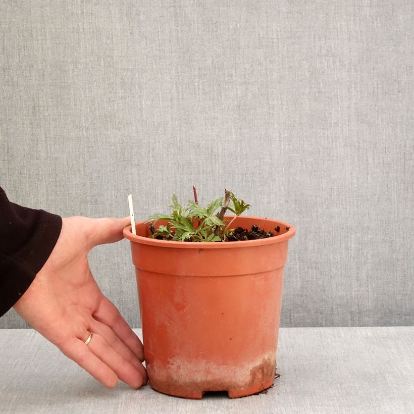 Exemplaar van Aconitum carmichaelii Cloudy - Monnikskap Pot van 2 l/3 l zoals geleverd in de lente