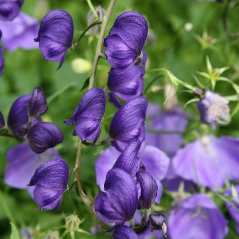 Aconitum napellus Rubellum - Blauwe monnikskap (Bloei)