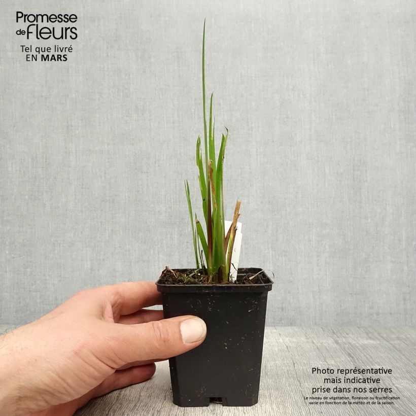 Exemplaar van Acorus calamus Variegatus - Kalmoes Kweekpotje van 8/9 cm zoals geleverd in de lente