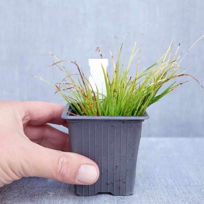 Exemplaar van Acorus gramineus - Dwergkalmoes Kweekpotje van 8/9 cm zoals geleverd in de herfst