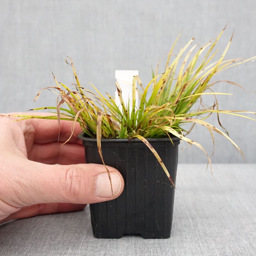 Exemplaar van Acorus gramineus Hakuro Nishiki - Jonc japonais doré Godet de 8/9 cm zoals geleverd in de winter