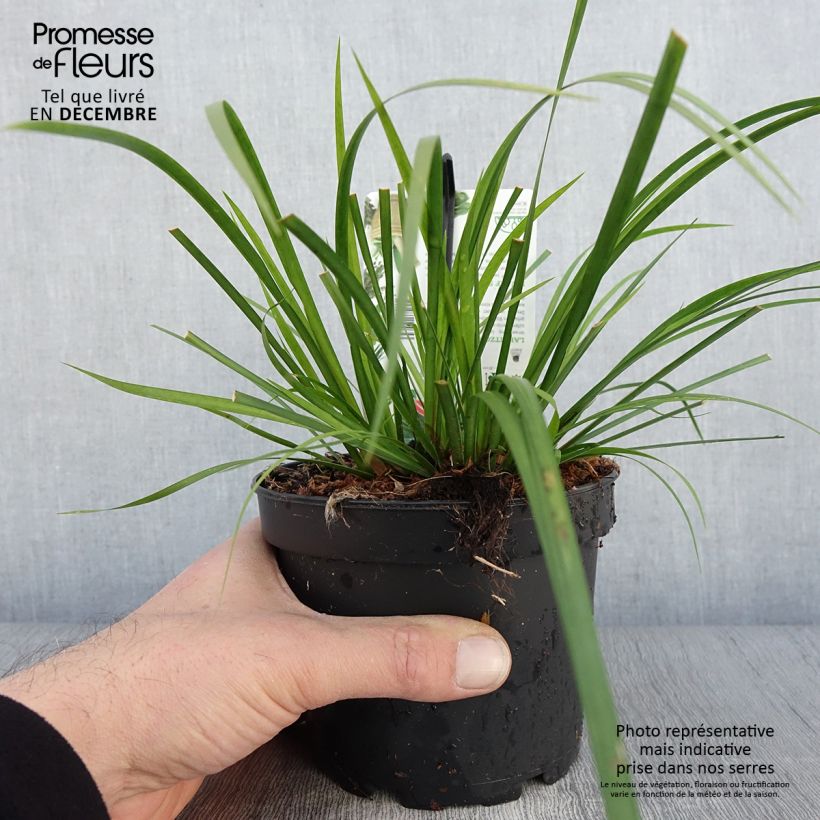 Exemplaar van Acorus gramineus Licorice - Jonc japonais Pot de 1,5L/2L zoals geleverd in de herfst