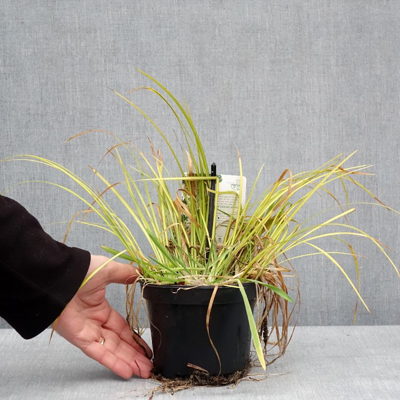 Example of Acorus gramineus Licorice - Jonc japonais Pot van 1,5 l/2 l as you get in hiver