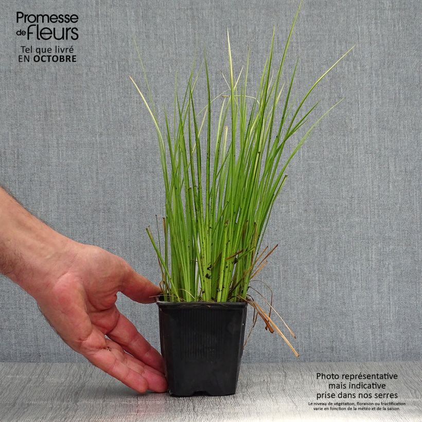 Exemplaar van Acorus gramineus Ogon - Dwergkalmoes Kweekpotje van 8/9 cm zoals geleverd in de herfst