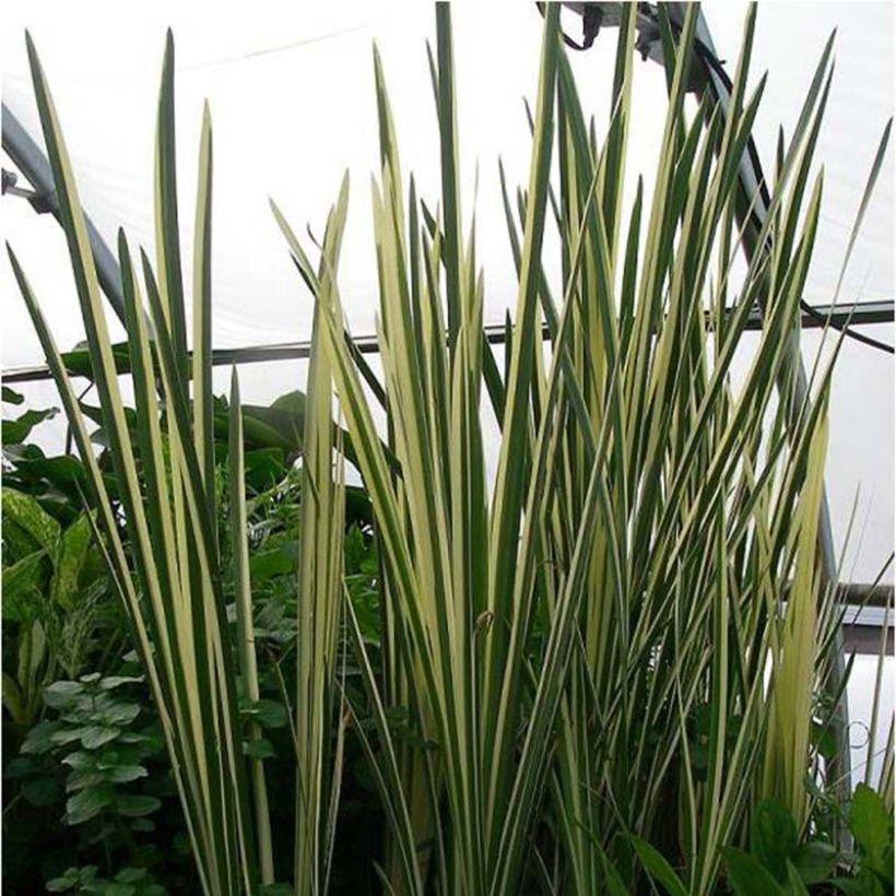 Acorus calamus - Kalmoes (Plant habit)