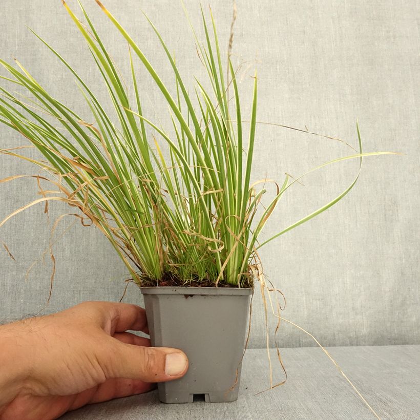 Exemplaar van Acorus gramineus Licorice - Dwergkalmoes Kweekpotje van 8/9 cm zoals geleverd in de zomer
