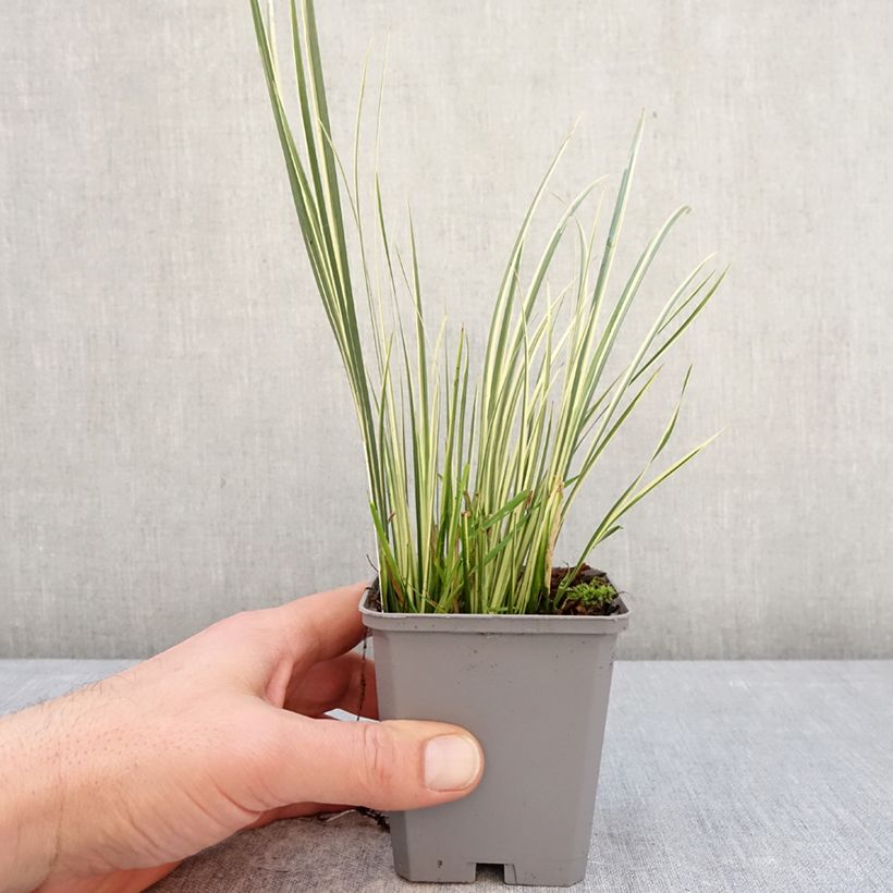 Exemplaar van Acorus gramineus Licorice - Dwergkalmoes Kweekpotje van 8/9 cm zoals geleverd in de winter