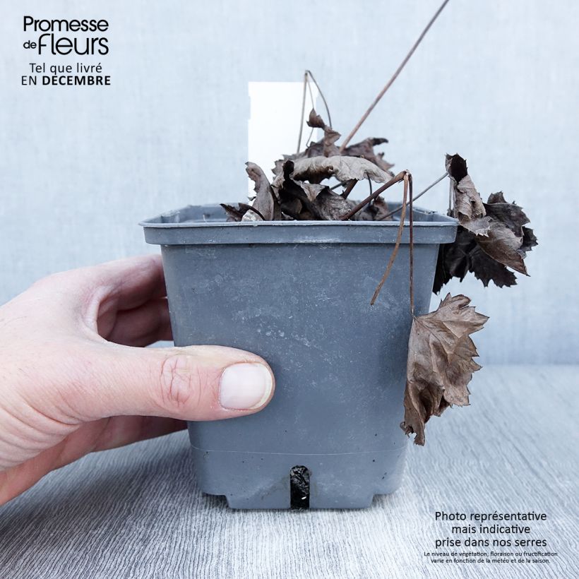 Exemplaar van Actaea Cheju-Do - Cimicifuga japonica Pot de 1L/1,5L zoals geleverd in de herfst