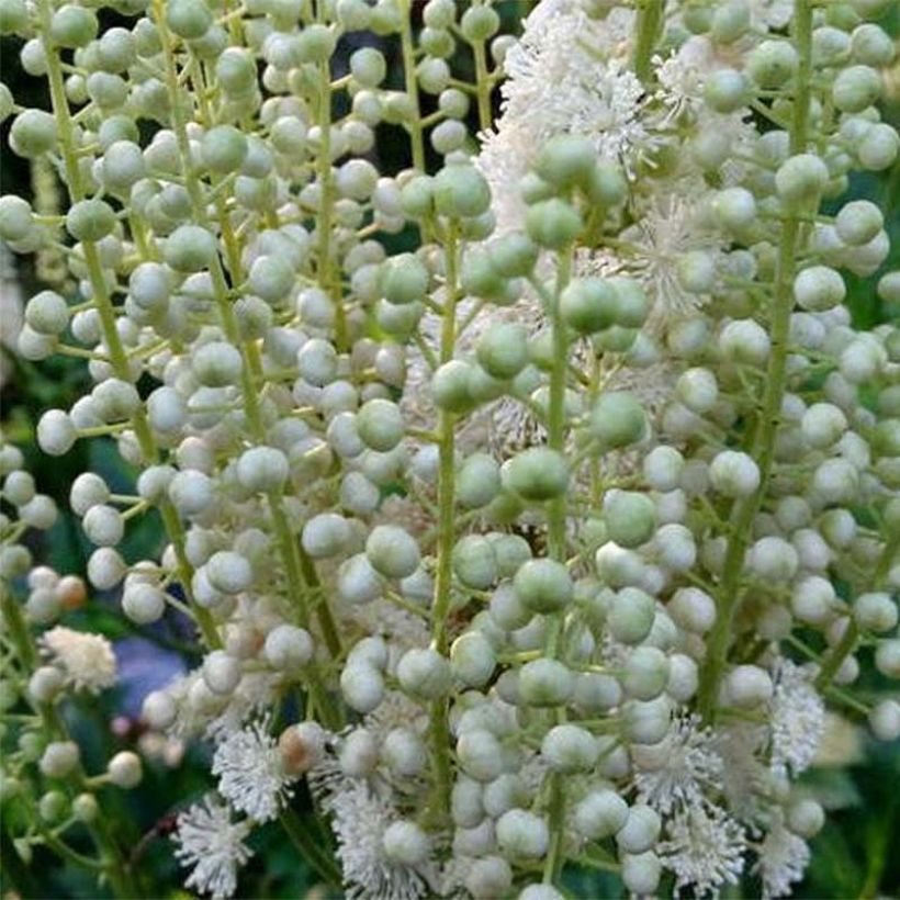 Actaea dahurica - Zilverkaars (Bloei)