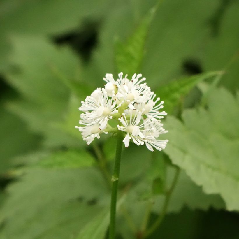 Actaea pachypoda Misty Blue - Christoffelkruid (Bloei)