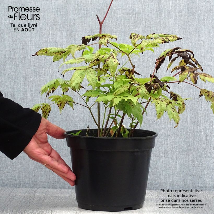Exemplaar van Actaea pachypoda Misty Blue - Christoffelkruid Pot van 3 l/4 l zoals geleverd in de zomer