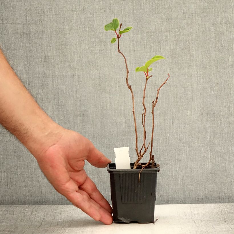 Exemplaar van Kiwibes - Actinidia arguta Domino (vrouwelijk) Pot van 10 cm/11 cm zoals geleverd in de zomer