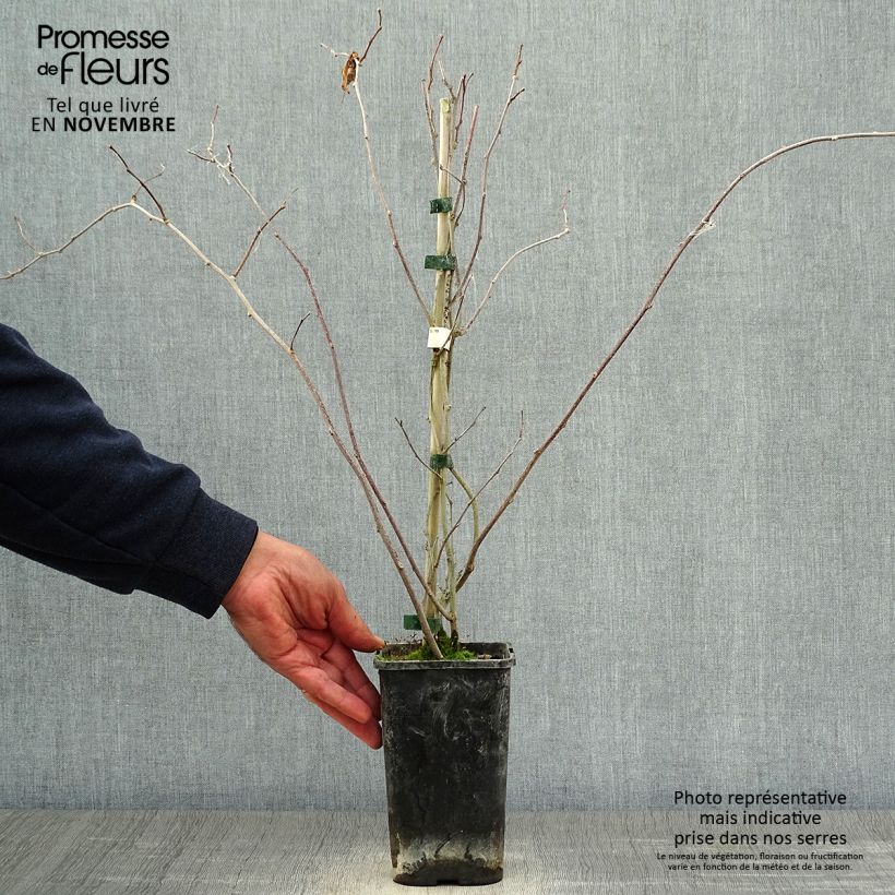 Exemplaar van Actinidia kolomikta Adam - Siberische kiwi Pot van 1,5 l/2 l zoals geleverd in de herfst