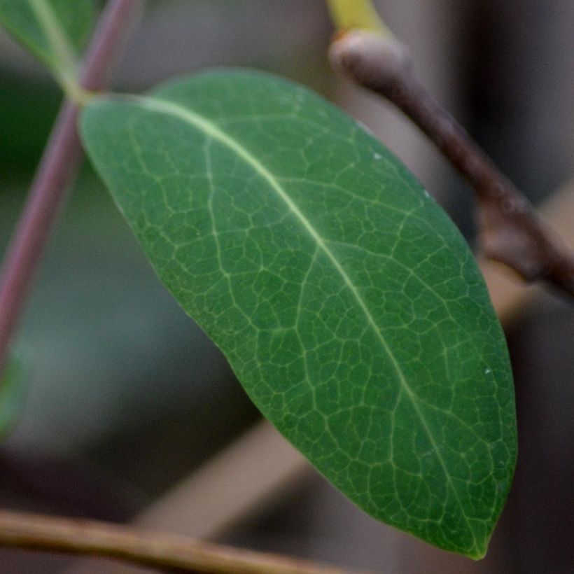 Actinidia kolomikta - Siberische kiwi (Foliage)