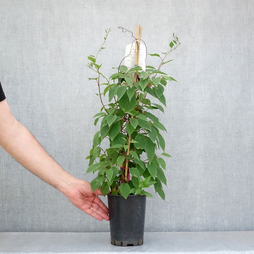 Exemplaar van Actinidia kolomikta Red Beauty - Kiwi d'ornement femelle Pot van 2 l/3 l zoals geleverd in de lente