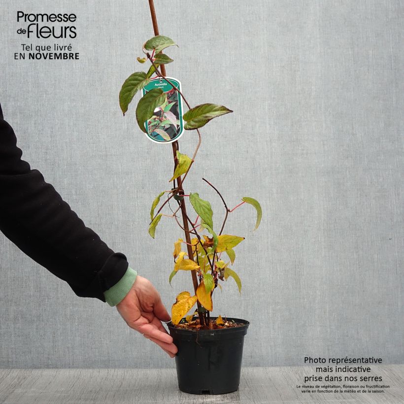 Exemplaar van Actinidia pilosula - Siberische kiwi Pot van 2 l/3 l zoals geleverd in de herfst
