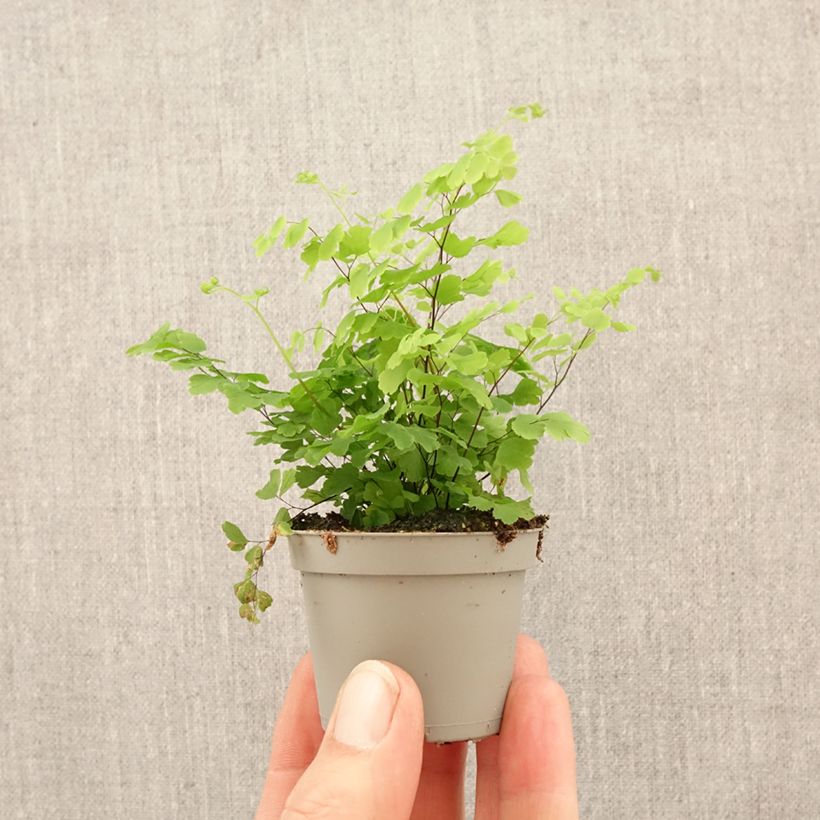 Exemplaar van Adiantum Fritz Lüthi - Venushaar Mini-kamerplanten zoals geleverd in de lente