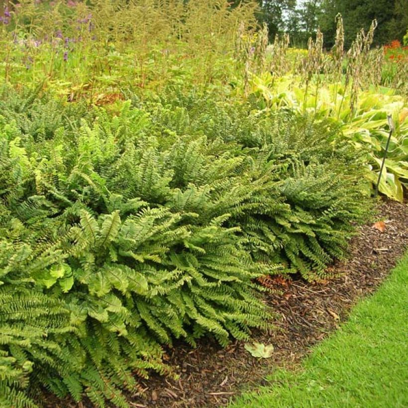 Adiantum pedatum - Venushaar (Groeiplaats)