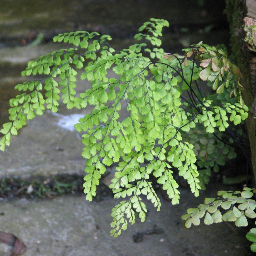Adiantum venustum - Venushaar (Blad)