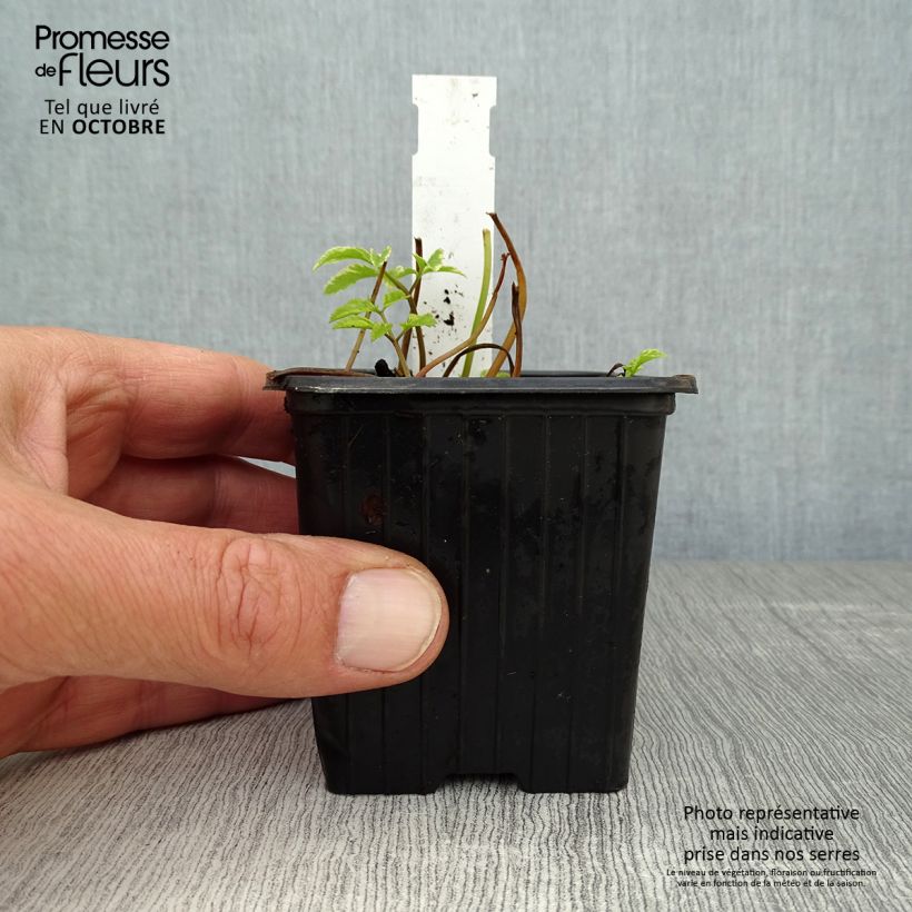 Exemplaar van Aegopodium podagraria Variegata - Zevenblad Kweekpotje van 7/8 cm zoals geleverd in de herfst