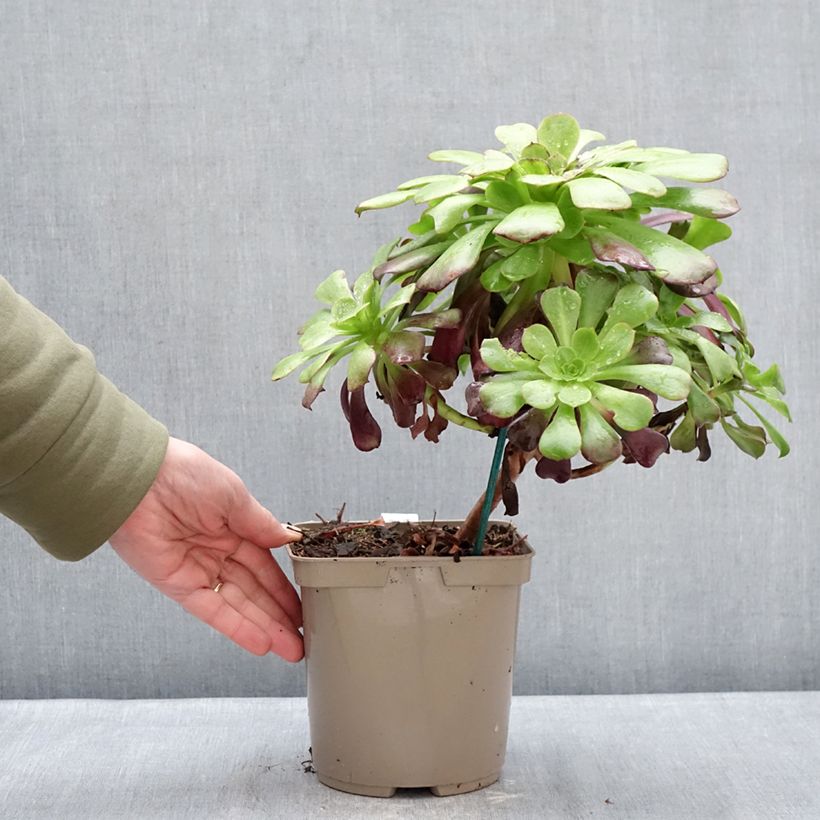 Example of Aeonium arboreum Kilimandjaro- Aeonium en arbre Pot van 3 l/4 l as you get in hiver