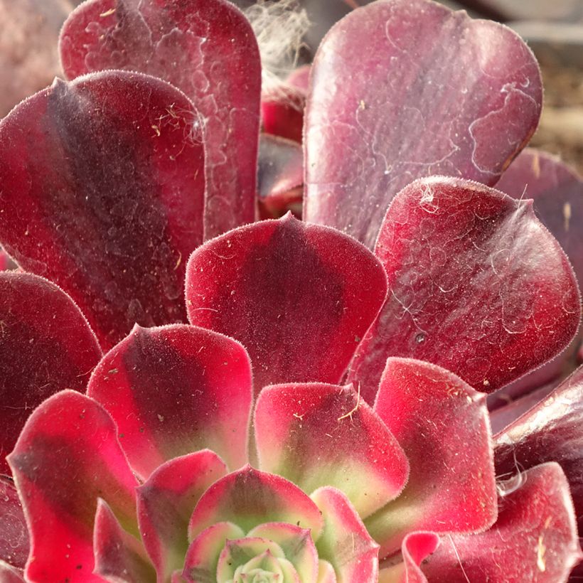 Aeonium arboreum Medusa - Boom-aeonium (Foliage)