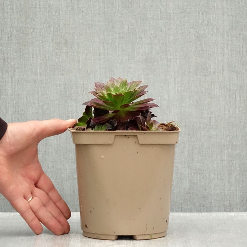 Example of Aeonium arboreum Phoenix Flame - Boom-aeonium Pot van 3 l/4 l as you get in automne