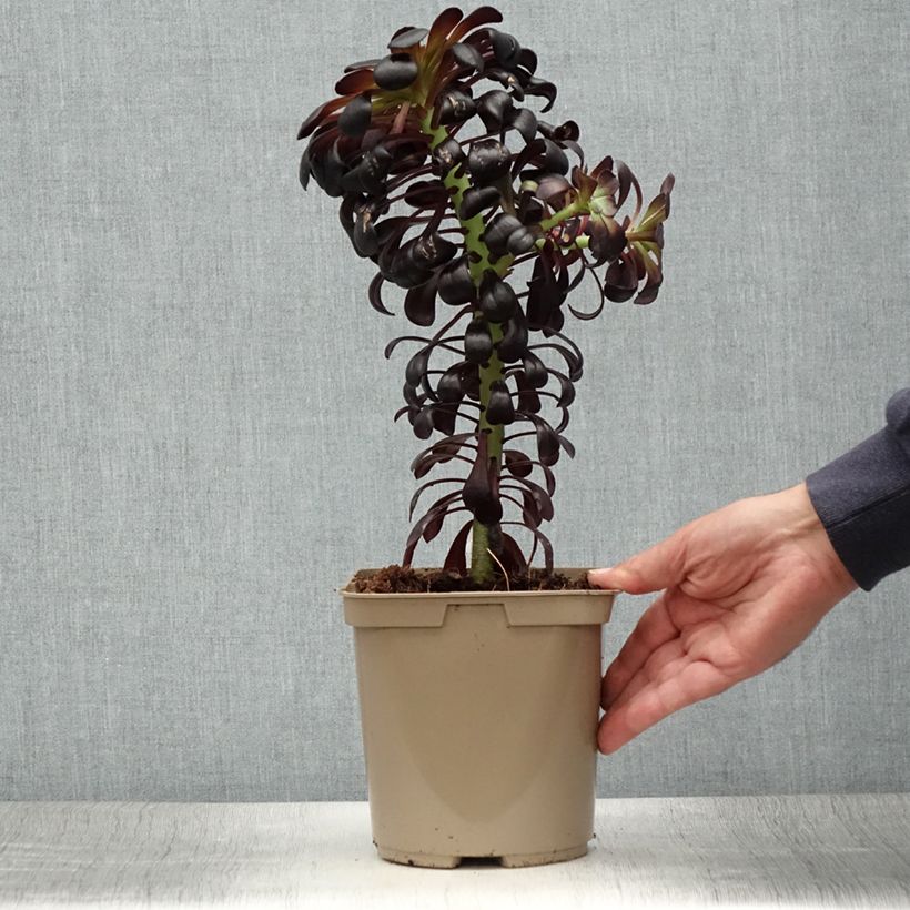 Exemplaar van Aeonium arboreum var. atropurpureum Schwarzkopf - Zwartkop Pot van 3 l/4 l zoals geleverd in de zomer
