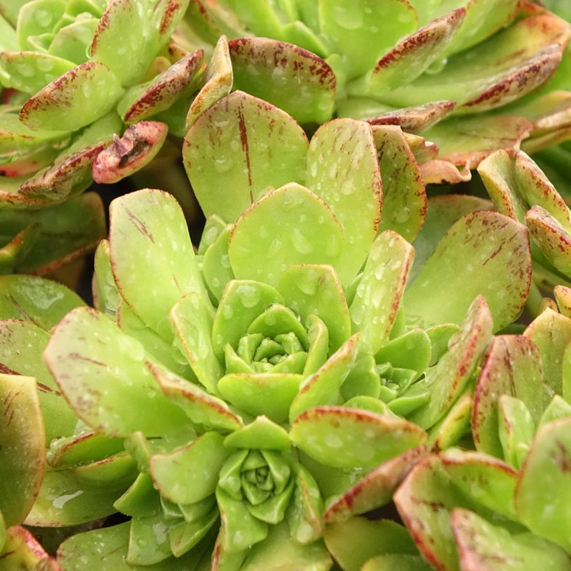Aeonium Bronze Medal - Zwartkop (Blad)
