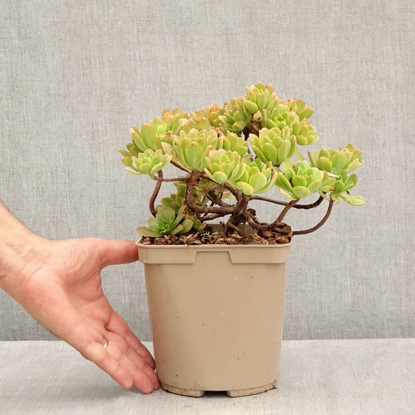Exemplaar van Aeonium Bronze Medal - Zwartkop Pot van 3 l/4 l zoals geleverd in de zomer