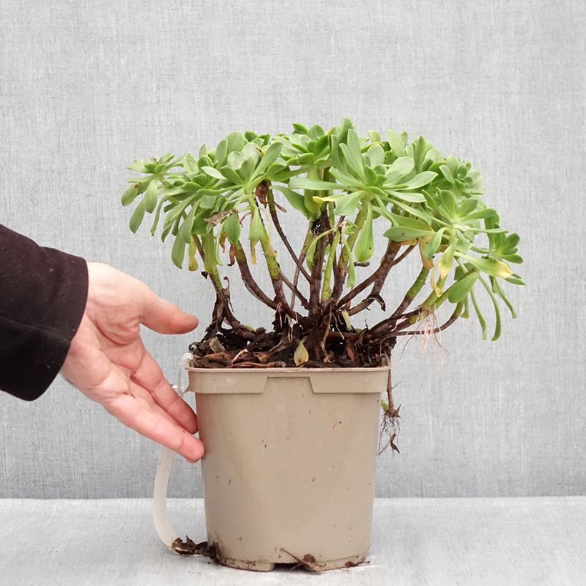 Example of Aeonium Bronze Medal Pot van 3 l/4 l as you get in hiver