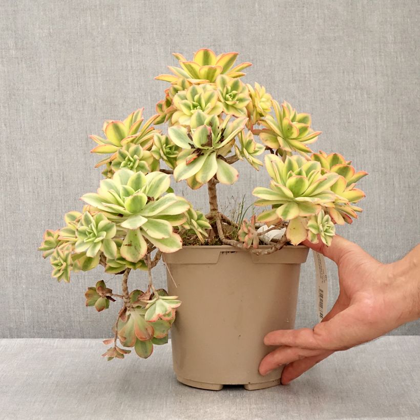 Exemplaar van Aeonium Floresens - Huislookboom Pot van 3 l/4 l zoals geleverd in de zomer